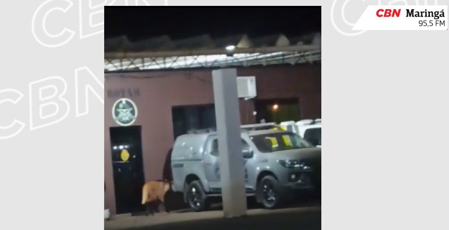 Lobo-guará é capturado em batalhão da PM em Campo Mourão