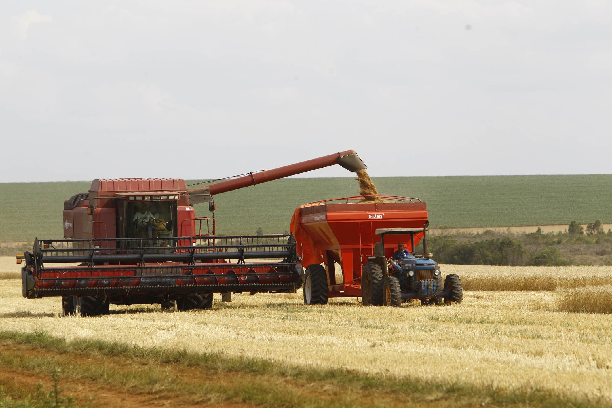 Começa a colheita do trigo, na região de Maringá