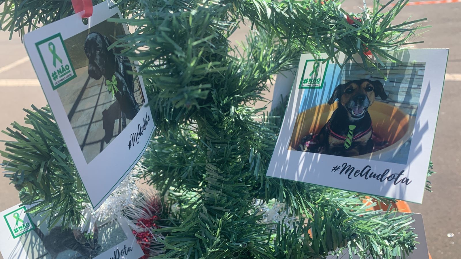 Árvore da Esperança expõe fotos de pets à espera de adoção