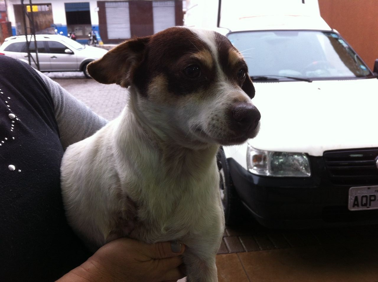 Um pet shop faz sucesso em Sarandi