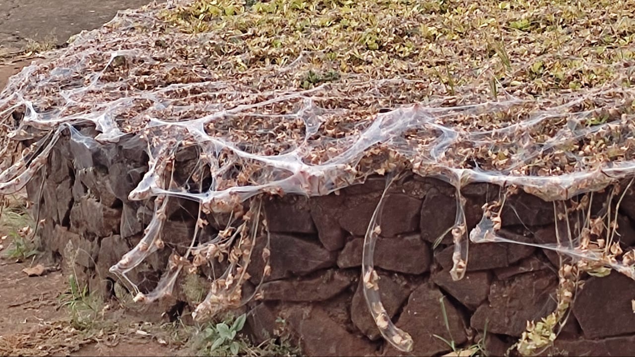 Teias cobrindo gramados intrigam ouvinte