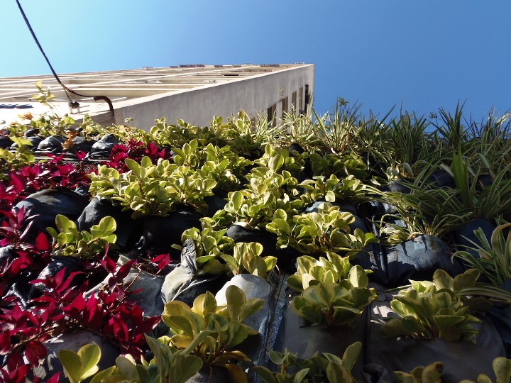 ONG de São Paulo integra a natureza às cidades