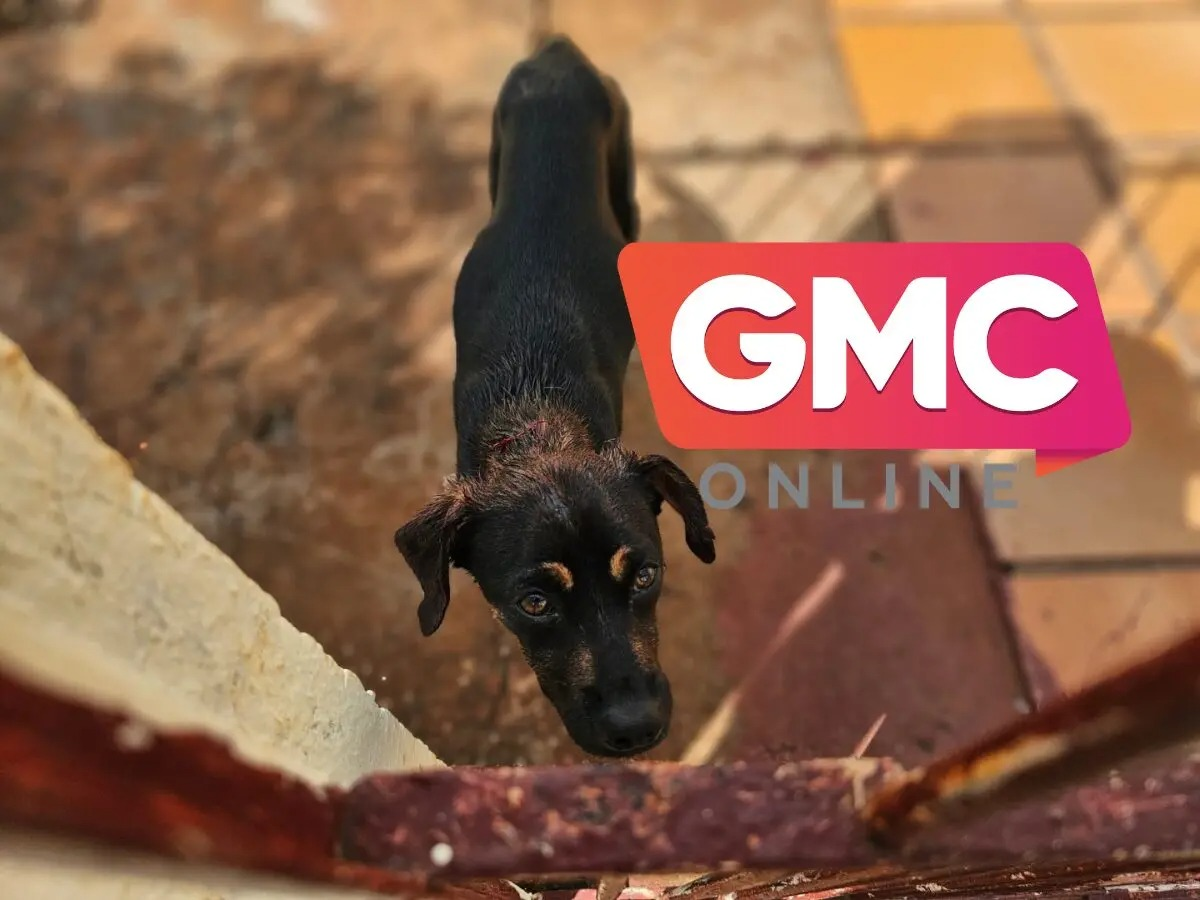 Idosa morre no hospital após ser atacada por cachorro