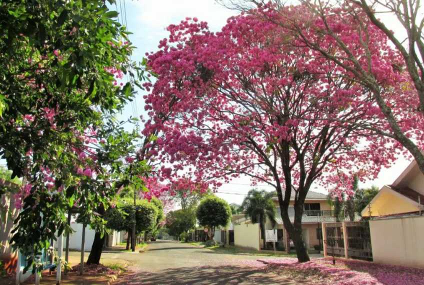 Veja como fica o tempo no Paraná e em Maringá neste domingo