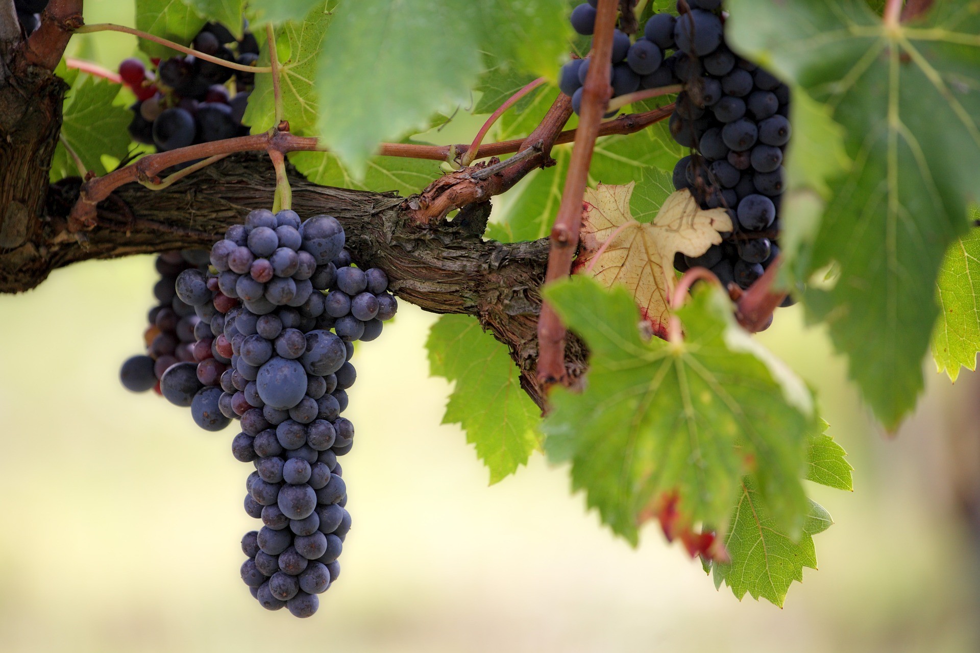 Cabernet Sauvignon, a uva mais plantada do mundo
