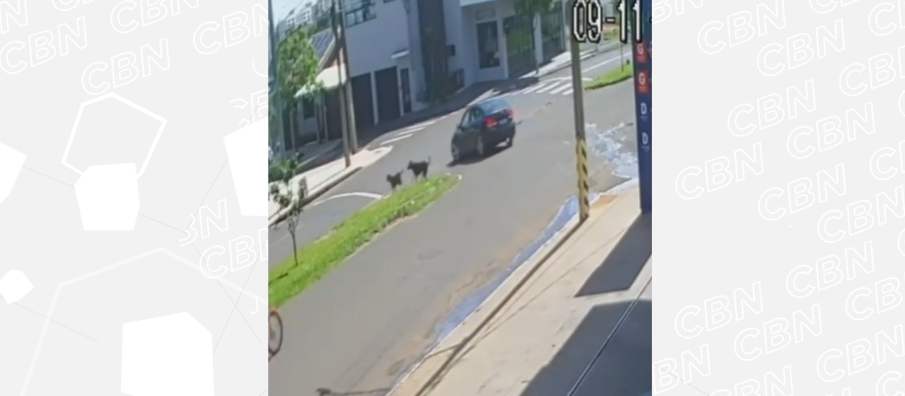 Homem com tornozeleira eletrônica é preso por atropelar cão de propósito