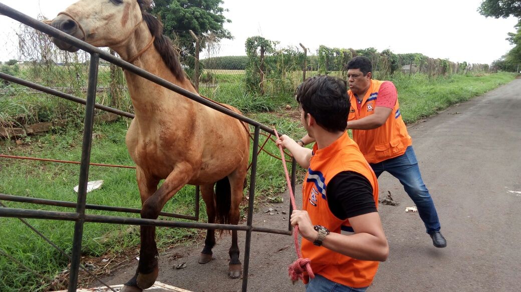 Cavalos soltos em ruas de Maringá são apreendidos