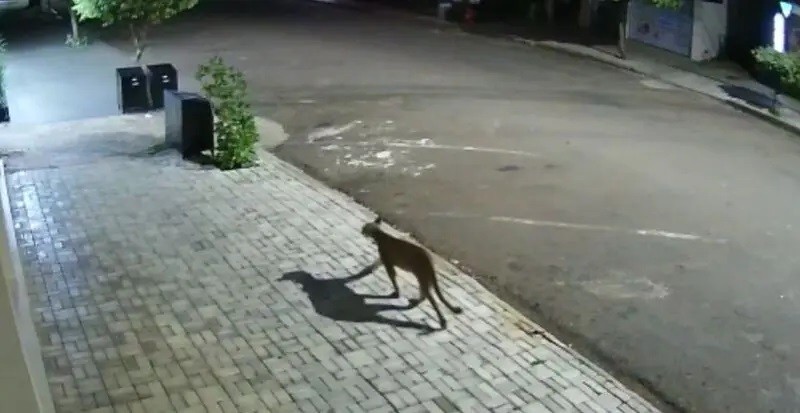 Câmera flagra onça caminhando por avenidas de Goioerê; vídeo