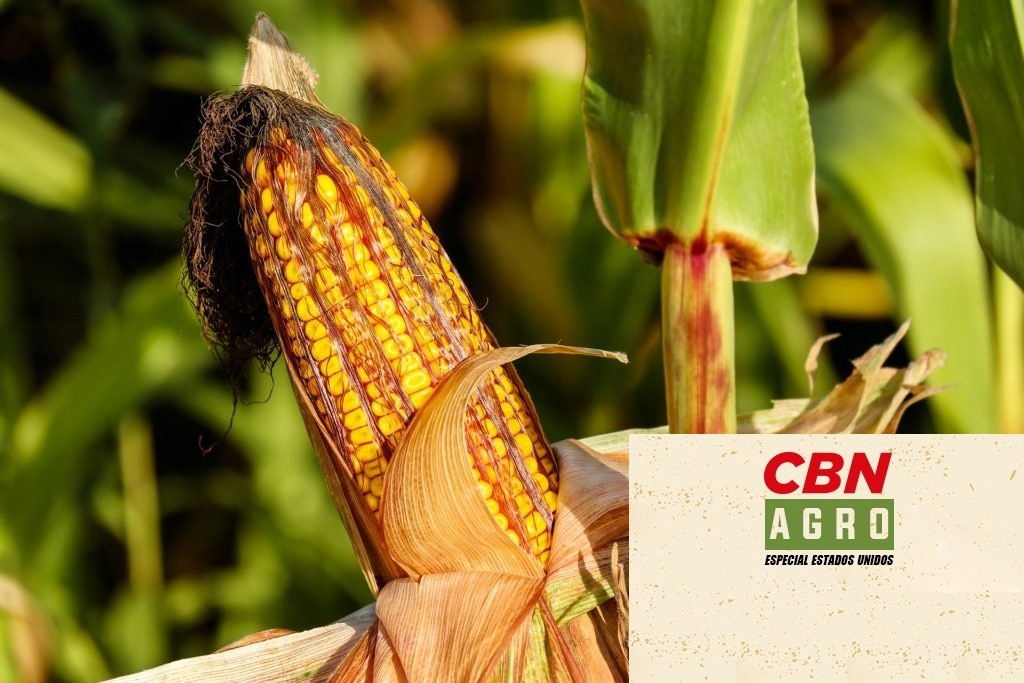 Produtor de milho tem rendimento de até 15 ton/hectare e está no top 20 dos EUA