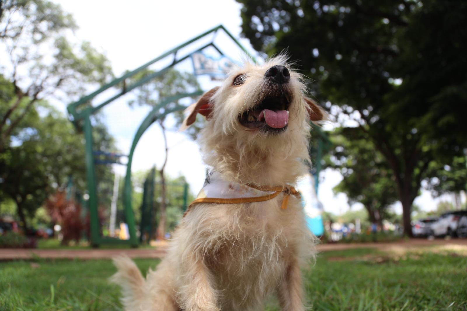 Censo de animais irá aprimorar programa municipal de castrações