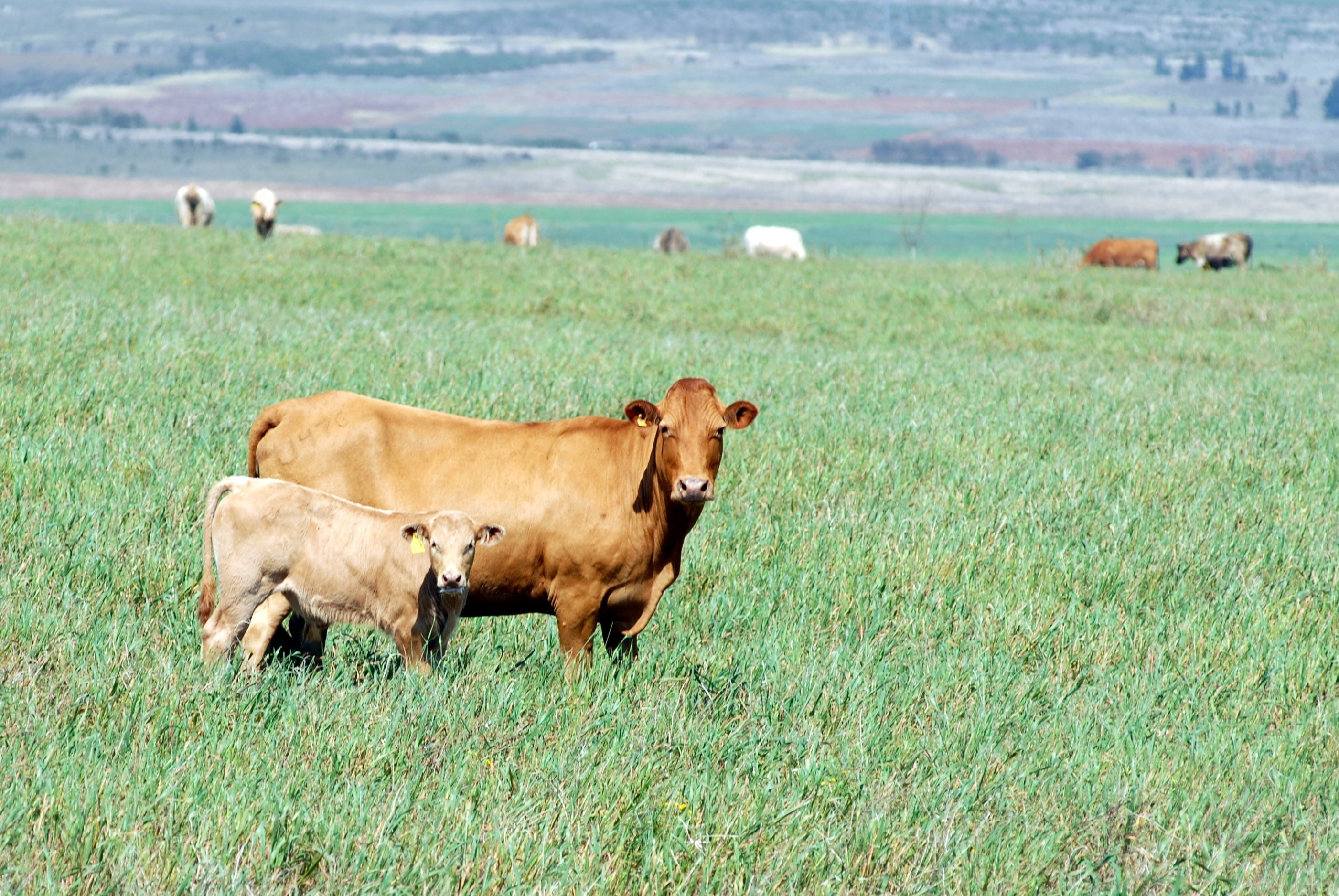 Ano começa bom para o gado de reposição