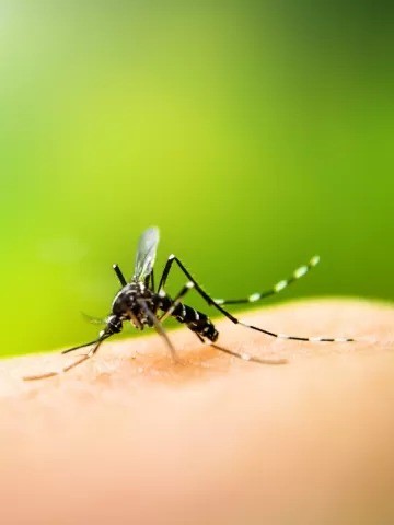 Floresta decreta situação de emergência por causa da dengue