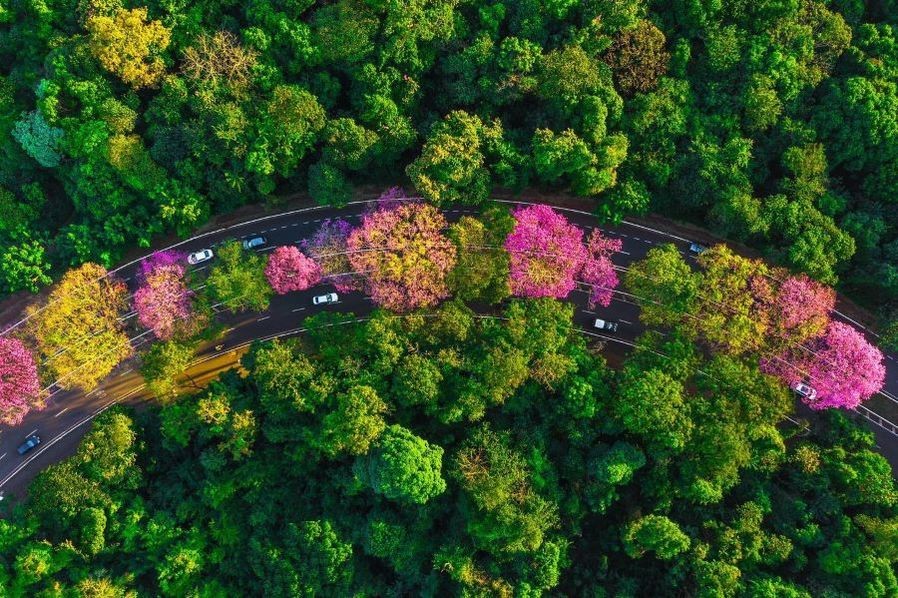 Moradores podem solicitar plantio de árvores em Maringá pela Central Cidade Verde