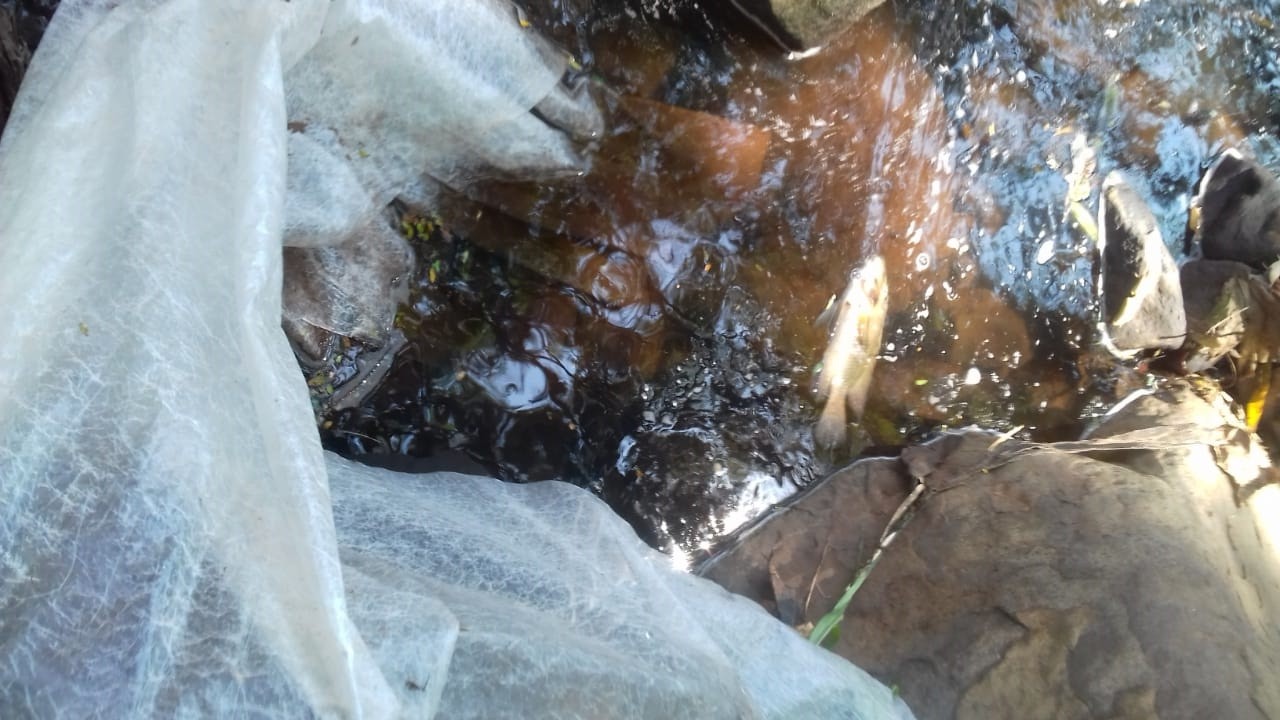 Morador do Conjunto Athenas denuncia contaminação no Ribeirão Maringá