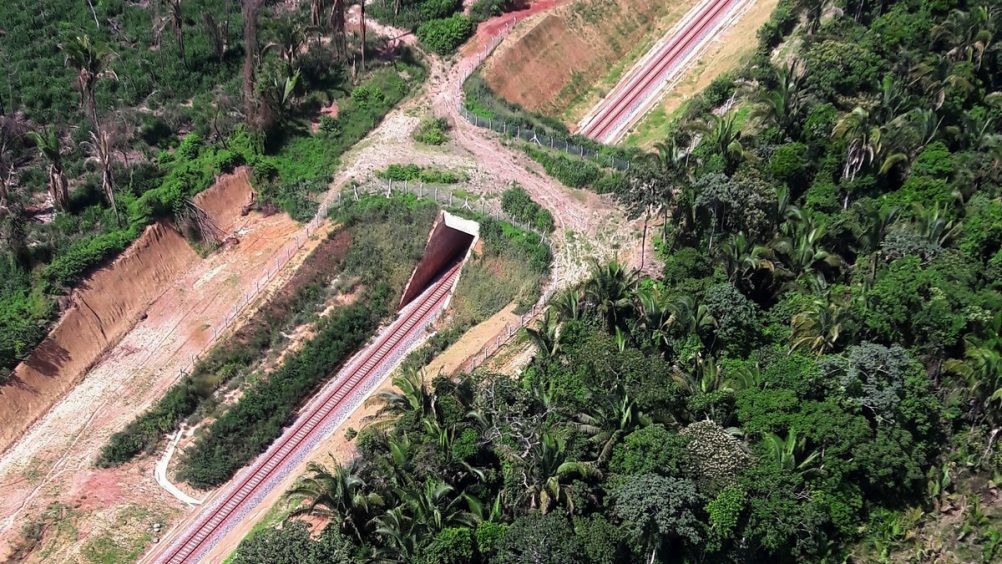 Viadutos de fauna são feitos para animais atravessarem a estrada sem risco