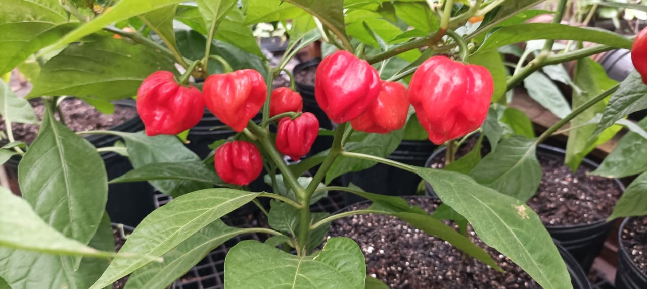 Conheça a pimenta mais ardida do mundo cultivada em Maringá e que entrou para o Guinness Book