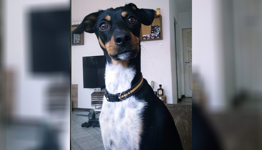 Estudante universitário faz vaquinha para pagar cirurgia de animal de estimação