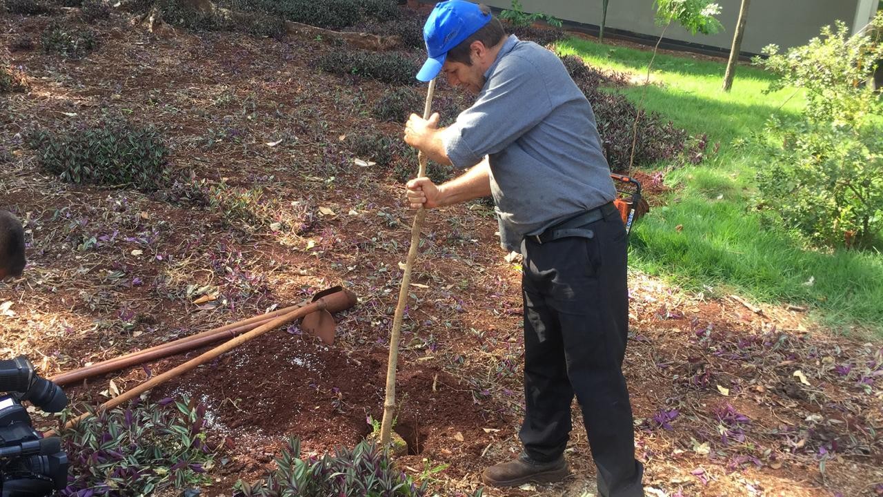 UEM faz replantio em compensação as dez árvores que ‘sumiram’ do câmpus