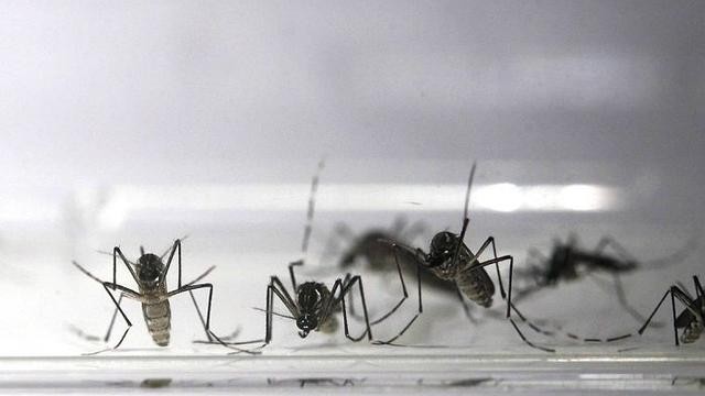 Maringá está com 233 casos positivos de dengue