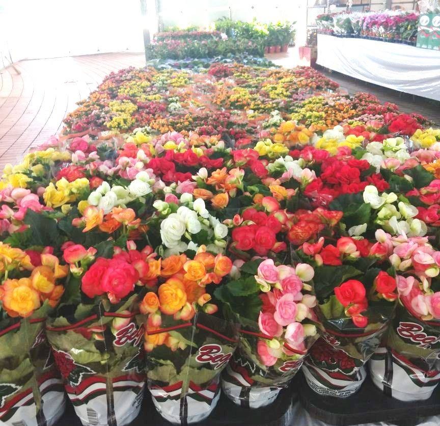 2ª  Maringá Flores e Jardins começa nesse sábado (02)