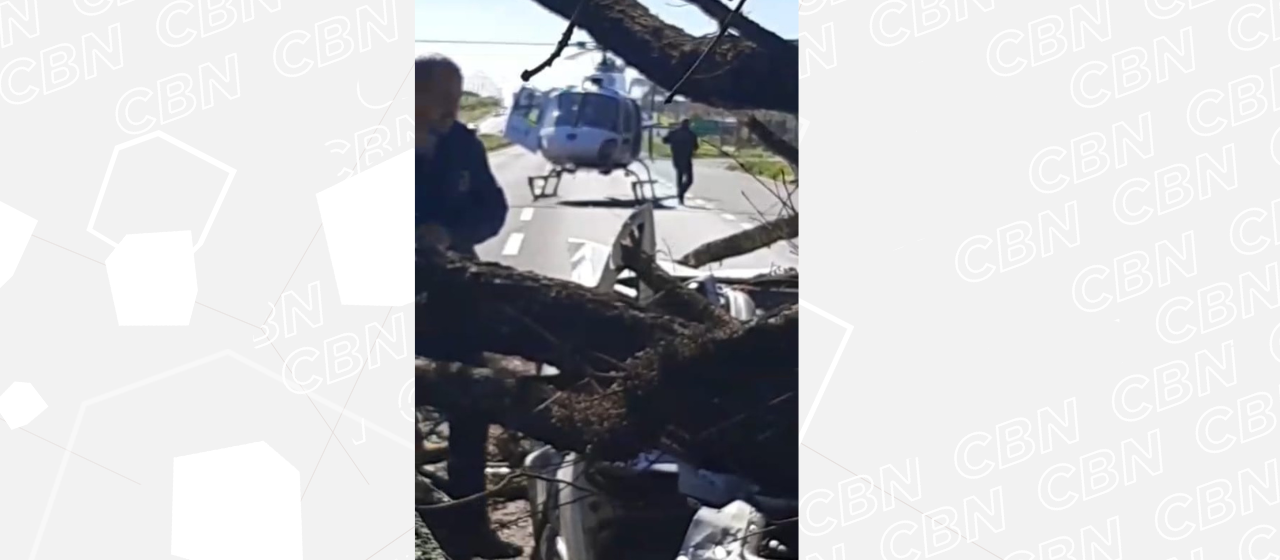 Carro atingido por árvore: testemunhas relataram que motorista tentou frear