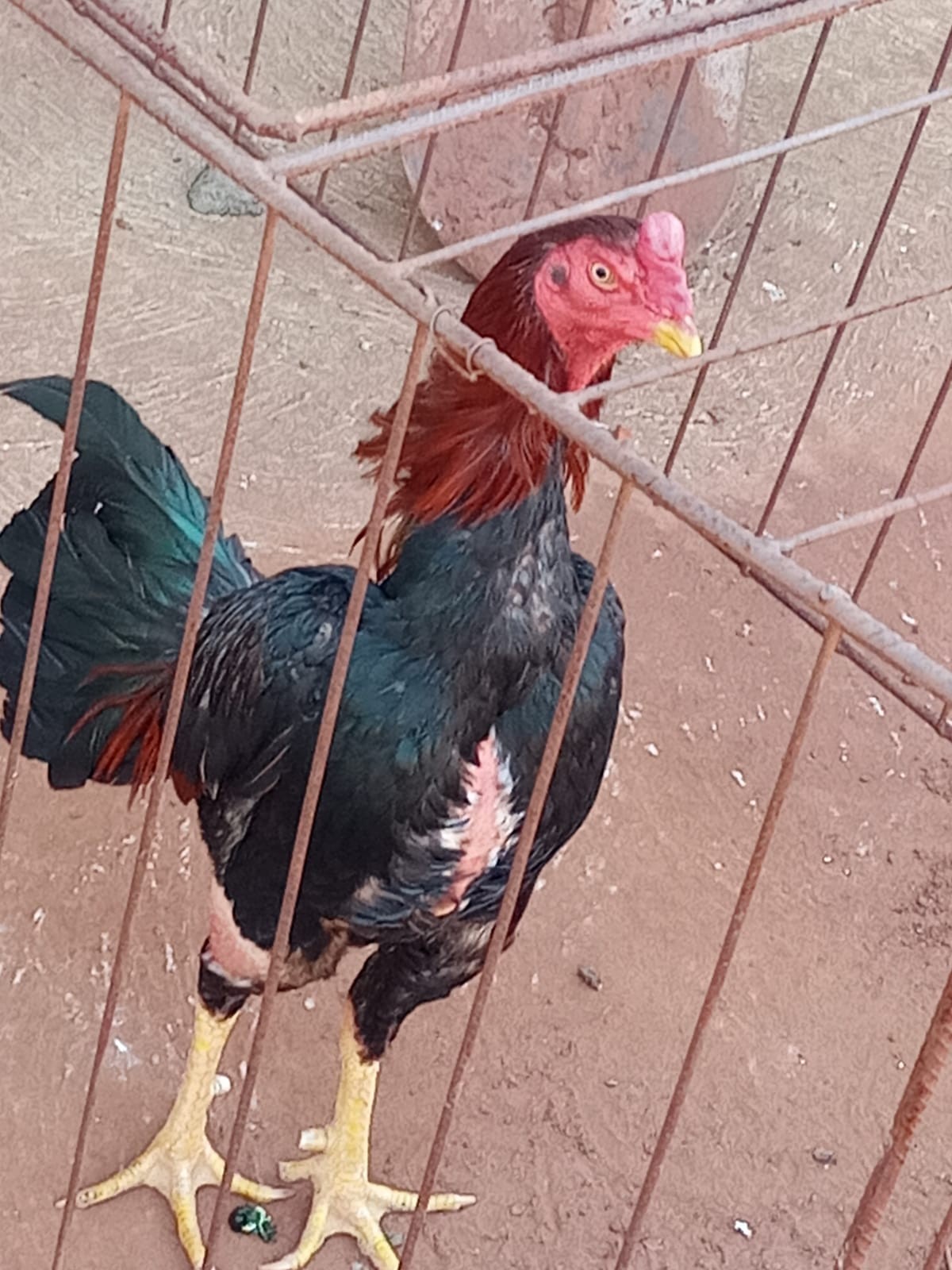 Polícia ambiental flagra rinha de galos na região e aplica multa de R$ 12 mil