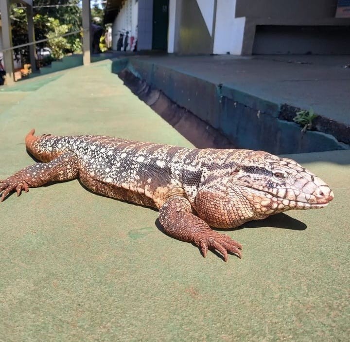 ‘Tião Lacoste’: conheça o lagarto que virou mascote em escola de Maringá