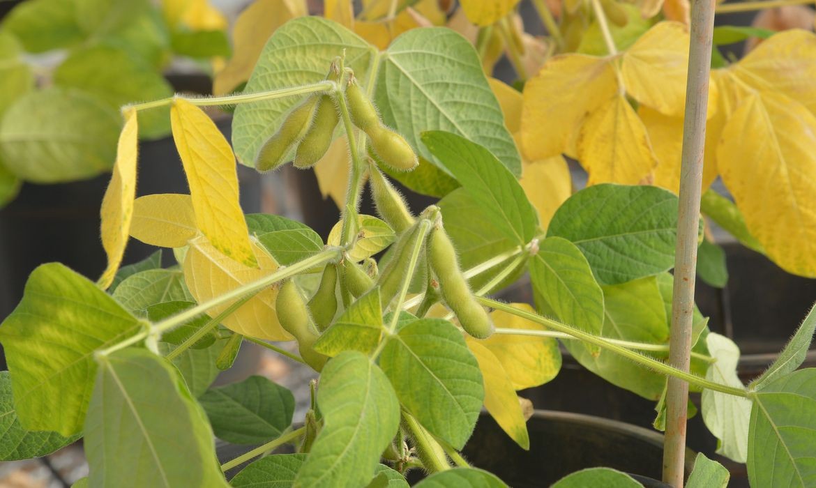 Entidade paranaense esclarece motivos para casos de abortamento nas vagens de soja