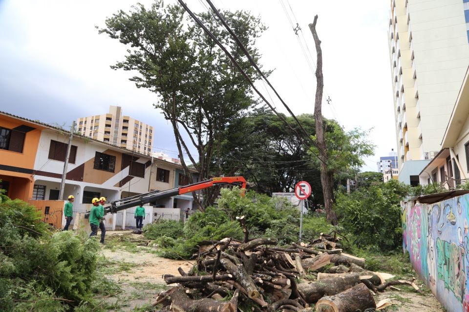 918 árvores precisam ser removidas com urgência ou emergência em Maringá