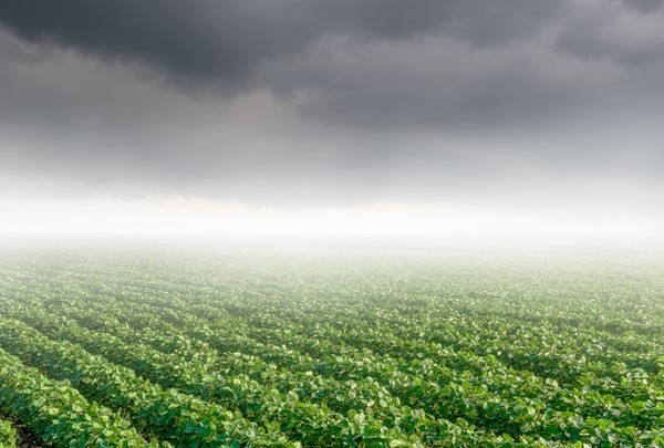 Por causa da chuva, trabalhos no campo estão paralisados