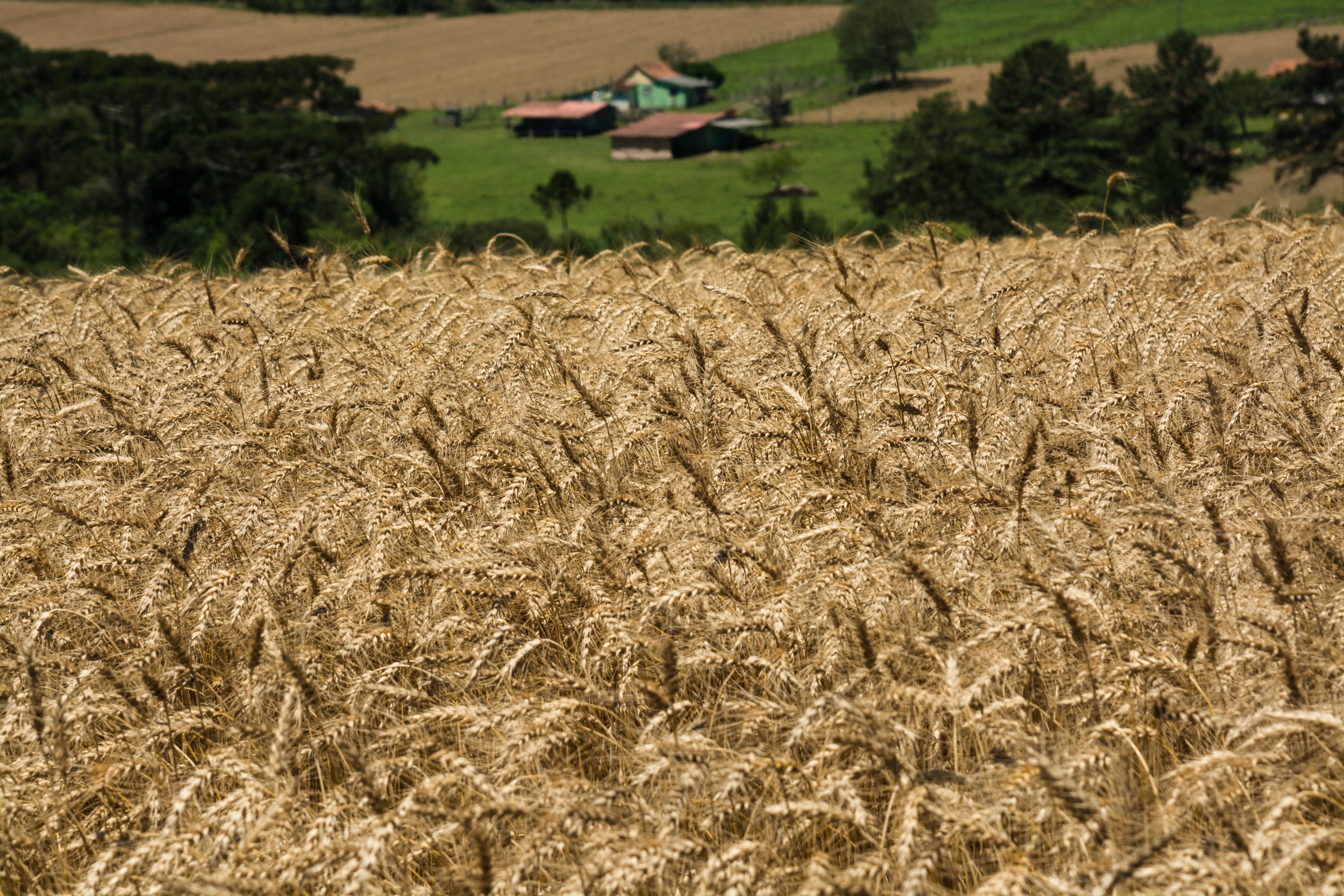 Saca do trigo custa R$ 48 na região de Maringá