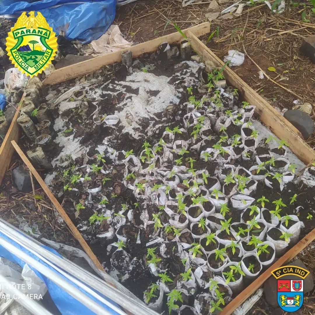 Polícia localiza plantação de maconha com mais de 260 mudas na PR-323
