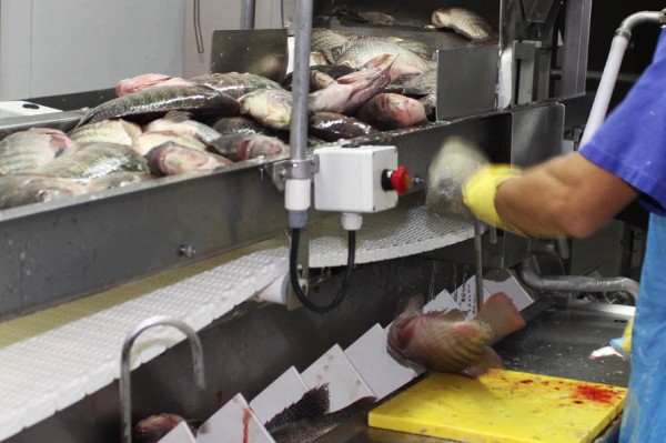 Paraná prevê crescimento de 20% na produção de pescado em cativeiro