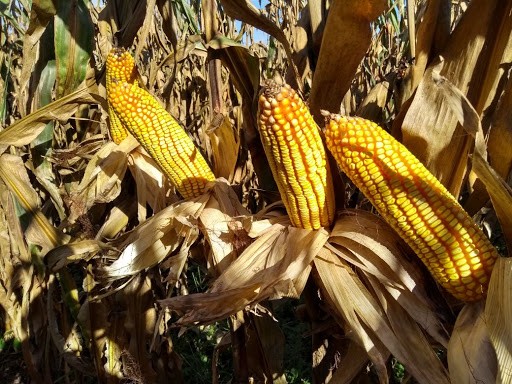 Milho custa R$ 41 a saca em Campo Mourão