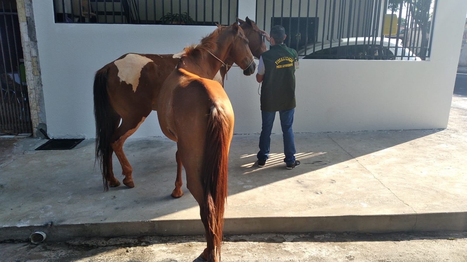 Cavalos feridos e abandonados são resgatados em Sarandi