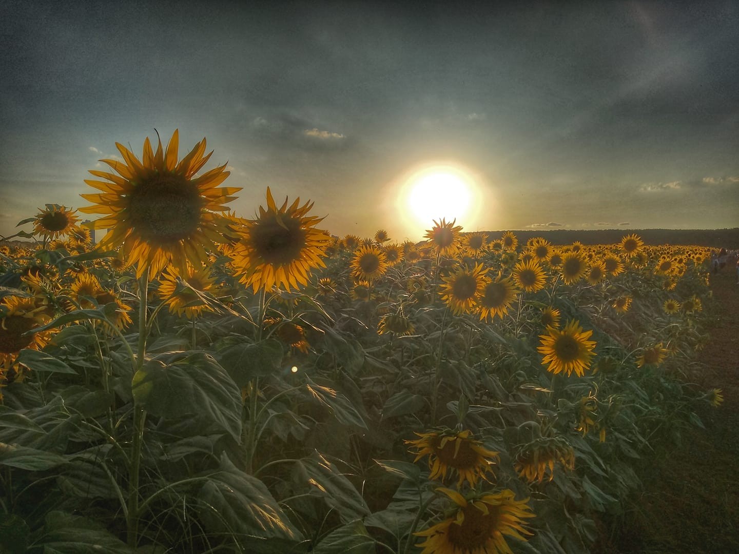 Semana começa com tempo estável e temperaturas amenas em Maringá