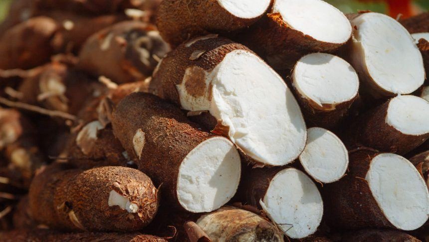 Em Paranavaí, tonelada da raiz de mandioca custa R$ 330