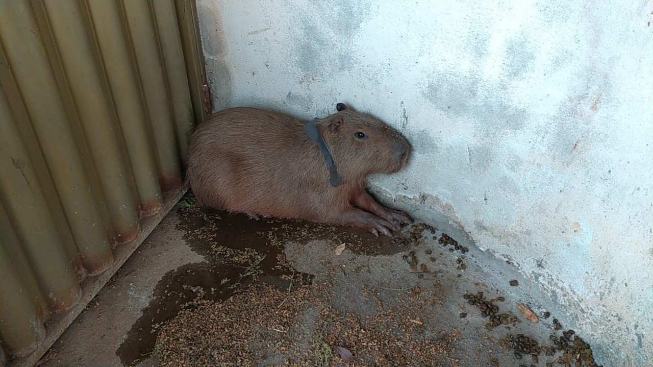 Corpo de Bombeiros resgata capivara com pedaço de lata preso ao pescoço, em Maringá