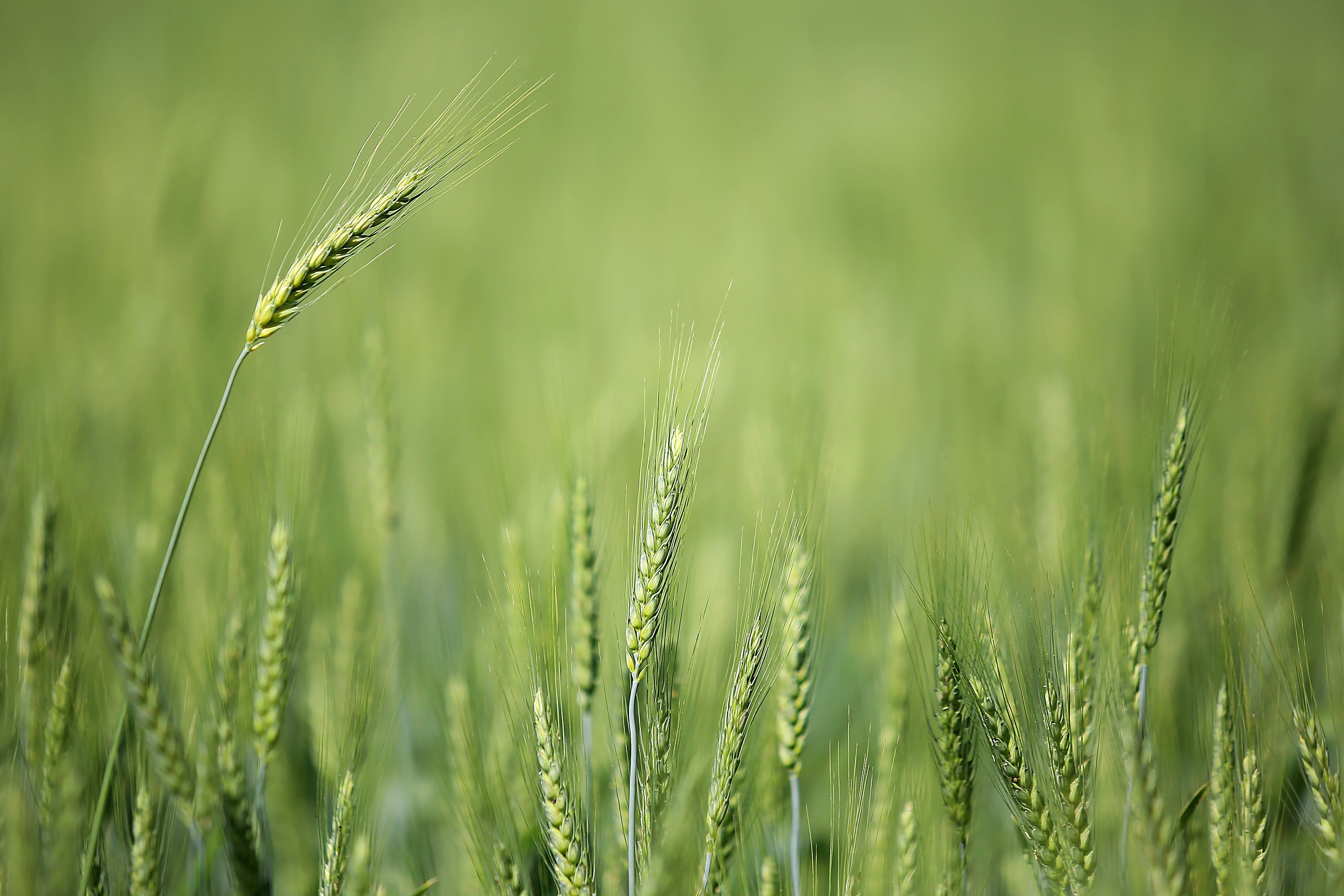 Simepar emite alerta de geadas para cidades do Paraná