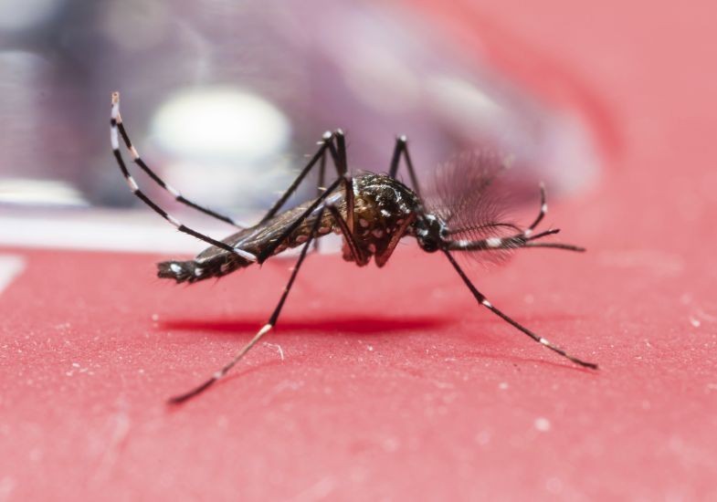 Saúde confirma 2º caso de chikungunya em Maringá