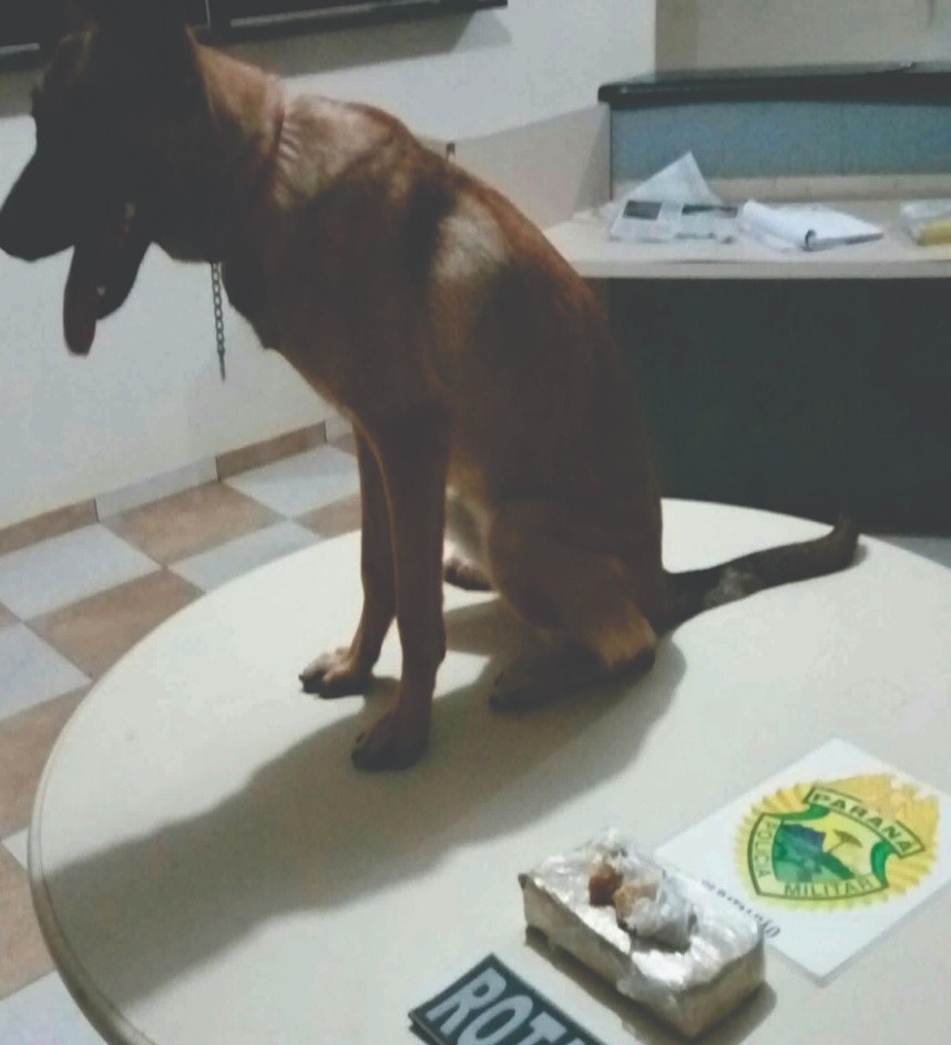 Cão farejador encontra mais de cinco mil pedras de crack