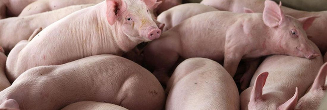 Suíno custa R$ 4,80 kg em Apucarana