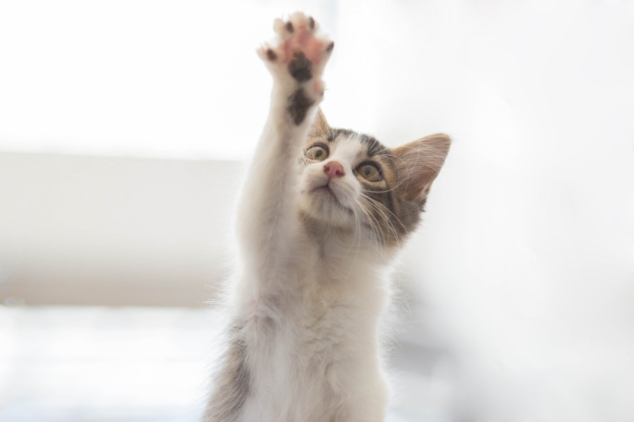 Em dezembro, quase 30 cães e gatos foram abandonados em Maringá