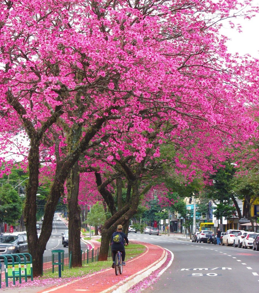Primavera inicia em onda de calor mas previsão é de chuva para estação