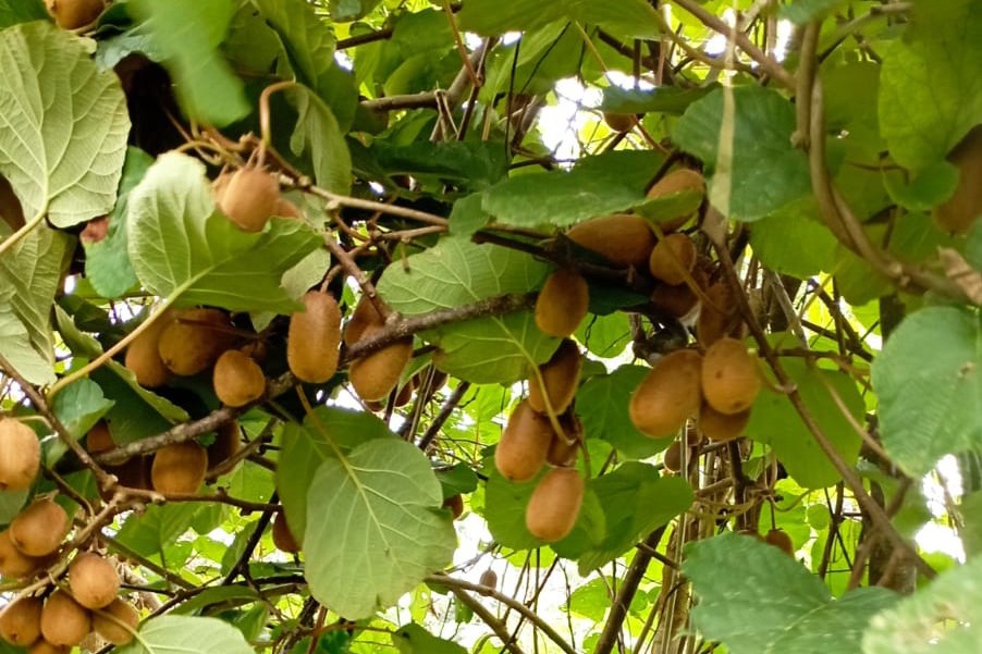 Quais são os alimentos do outono? Confira dicas de consumo