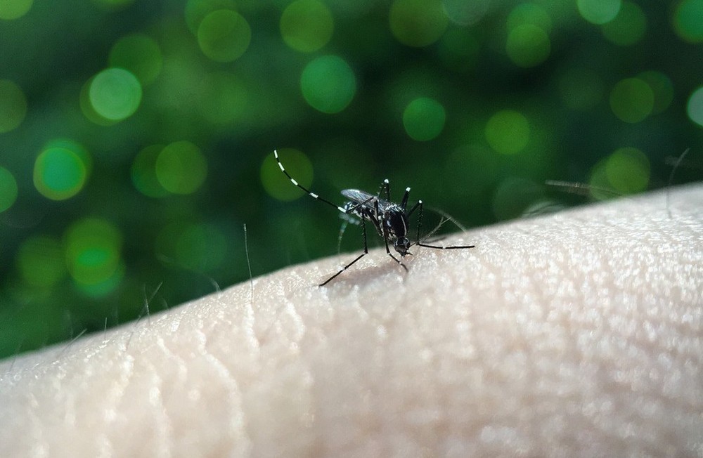 Duas cidades da região noroeste do Paraná estão em epidemia de dengue e outras seis em alerta