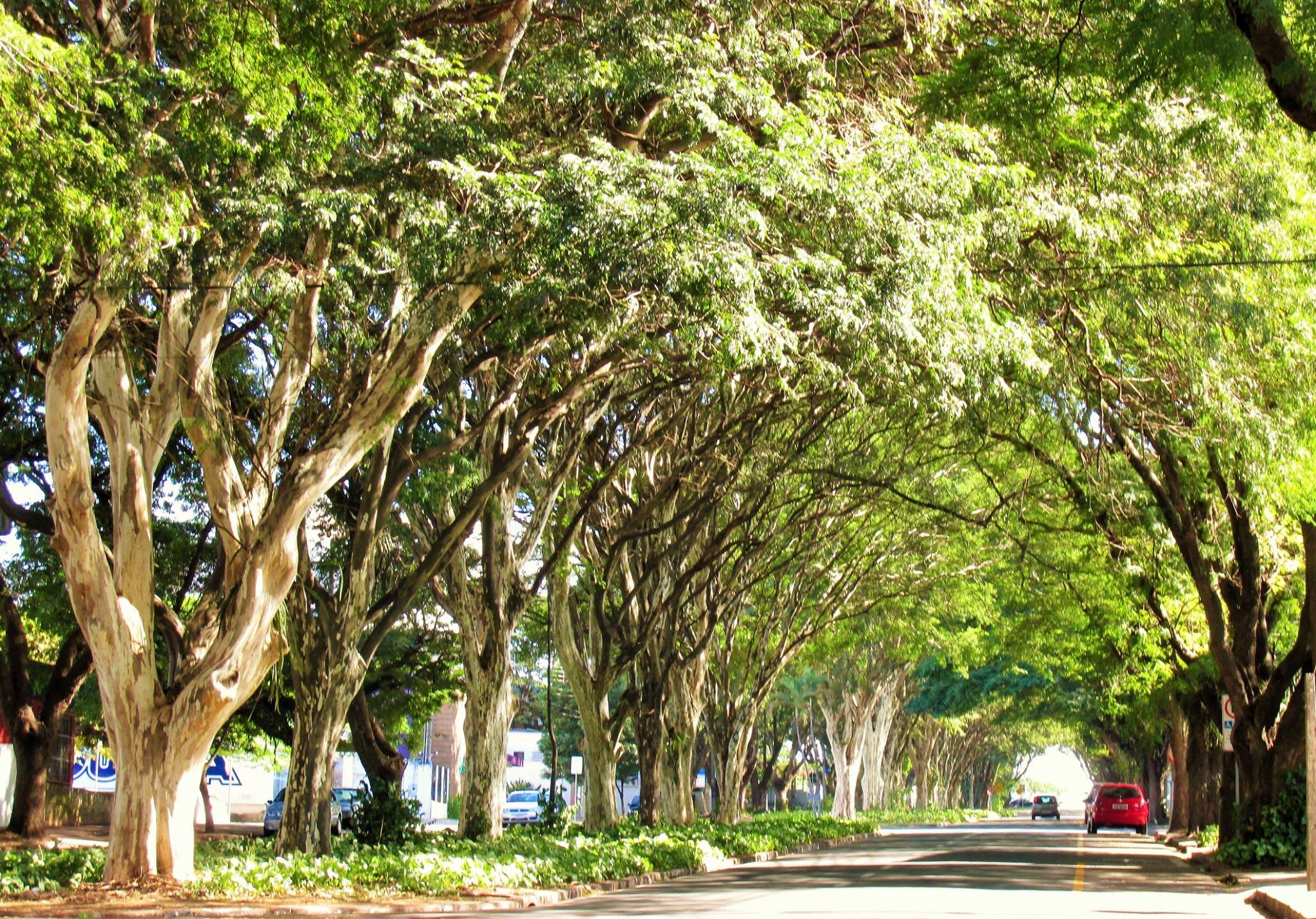 Árvores maringaenses; prejuízos e benefícios