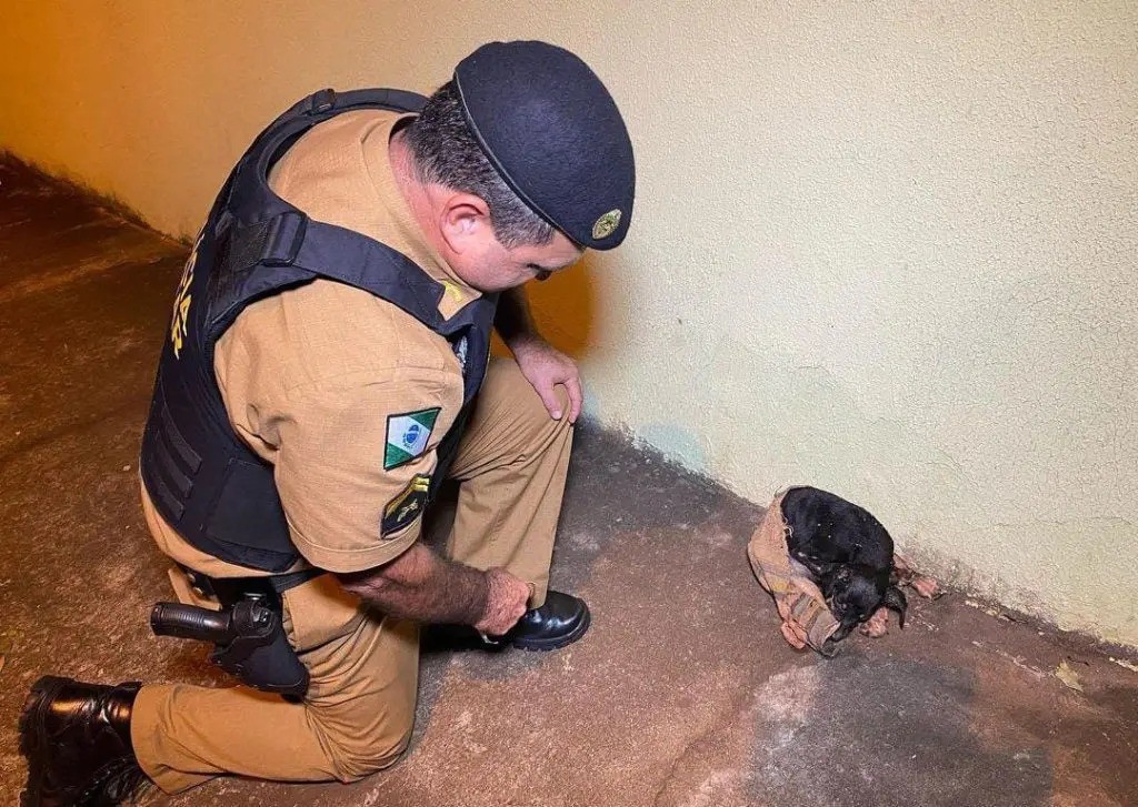 Ferido, filhote de cachorro é encontrado dentro de saco de lixo