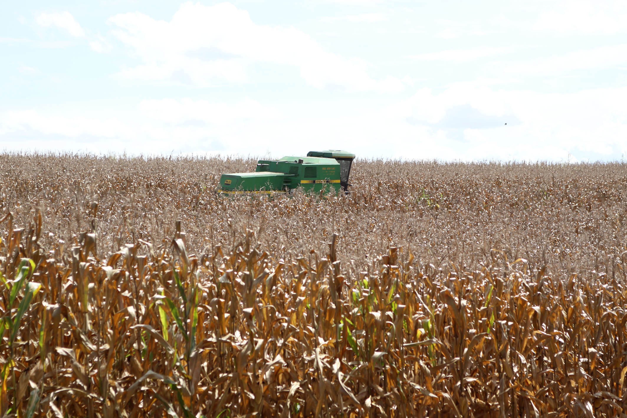 Qualidade da lavoura de milho do Paraná preocupa o setor