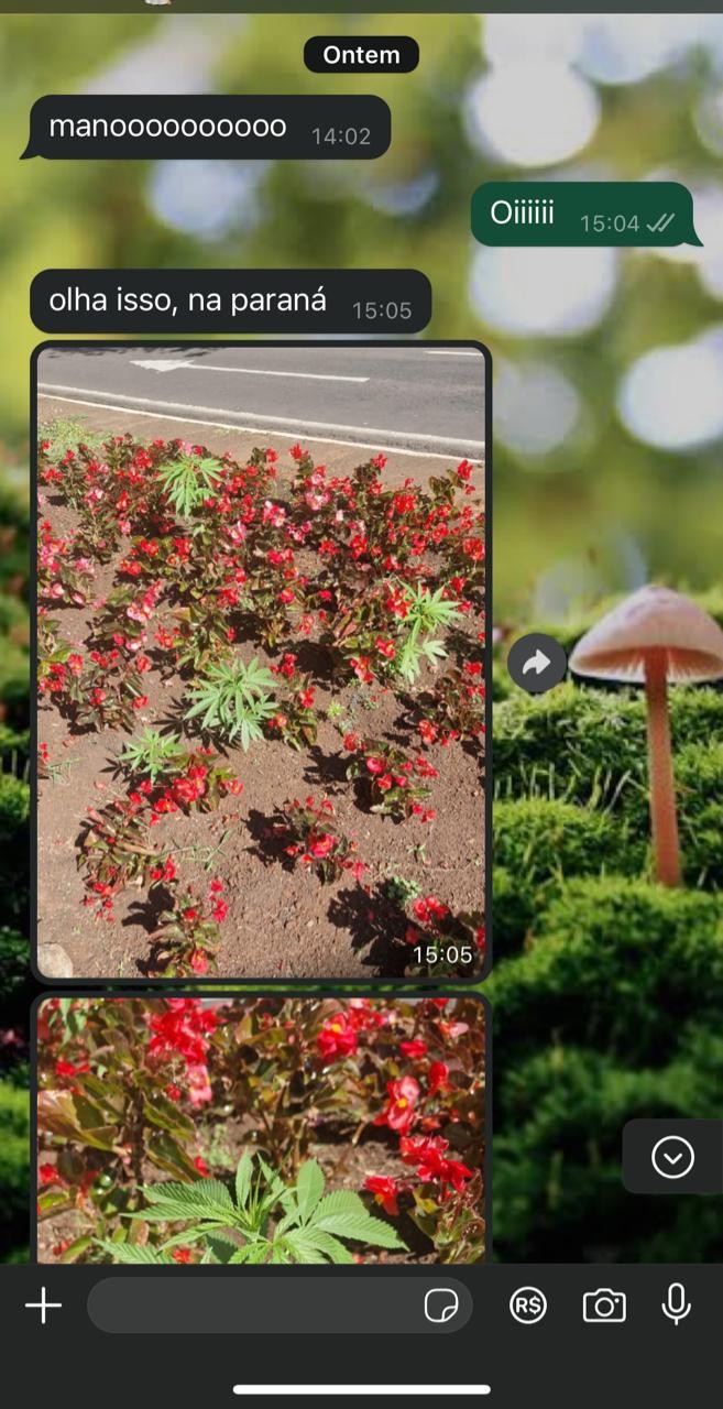 Vídeo mostra pés de maconha em canteiro central de Maringá